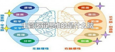 主管逻辑思维的是什么脑(主管逻辑思维是哪个脑)
