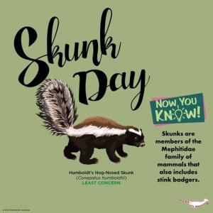 skunk是什么动物(臭鼬的介绍)