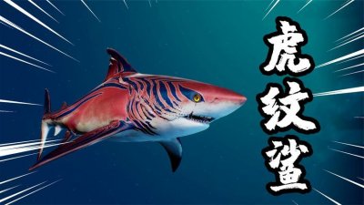 ​虎纹鲨鱼是什么梗（虎纹鲨鱼梗的解释）