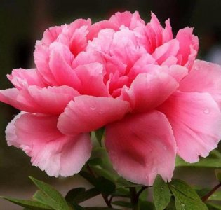 ​牡丹花的花语（牡丹花语是什么）