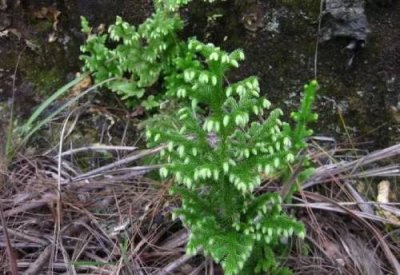 ​石松是什么植物?（石松是裸子植物还是被子植物）