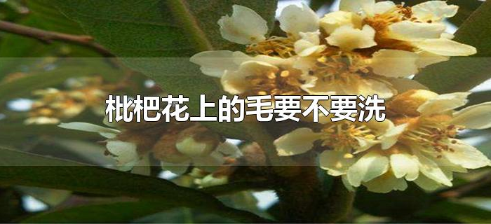 枇杷花上的毛要不要洗