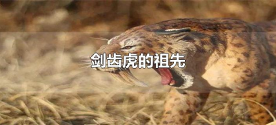 ​剑齿虎的祖先（剑齿虎的祖先是什么动物）