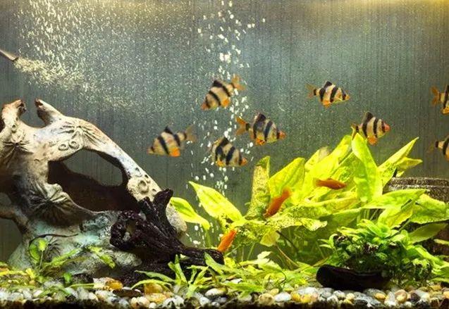 1.5米水族箱自制（游来游去还不停冒泡泡）(1)