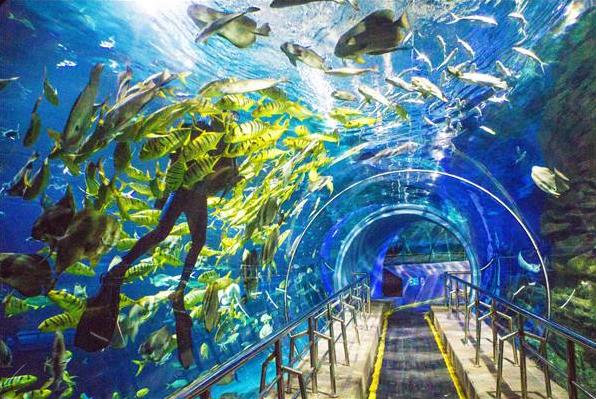 有哪些地方能看到海底世界（北京附近所有海底世界汇总）(3)