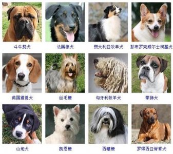 ​狗狗的宠物名称大全（58个可爱狗狗名）