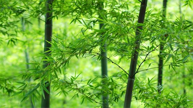 超清晰最美极致桌面壁纸（82张护眼电脑桌面壁纸）(72)