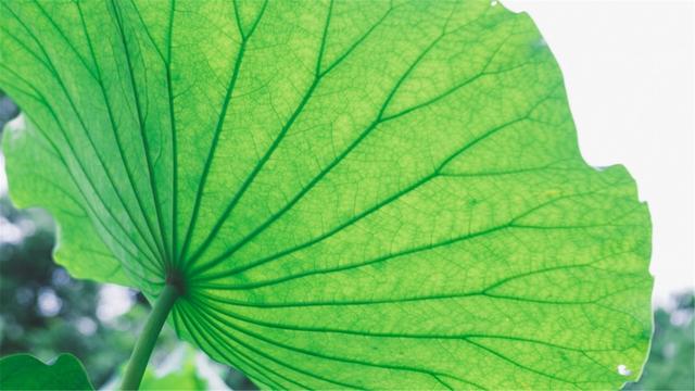 超清晰最美极致桌面壁纸（82张护眼电脑桌面壁纸）(70)