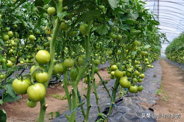关于农业种植技术方面的知识（种植怎能少了这五个小妙招）(1)