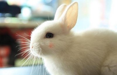 ​荷兰侏儒兔产自哪里？荷兰侏儒兔性格如何？