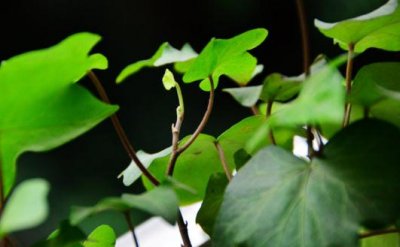 ​盆栽常青藤如何养殖？盆栽常青藤对土壤的要求
