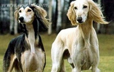 ​东非猎犬属于什么品种？喂养时需要注意什么？