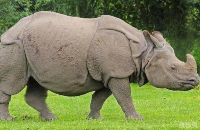 ​世界上十大珍稀动物 斑鳖中国一级保护动物(仅剩两只)