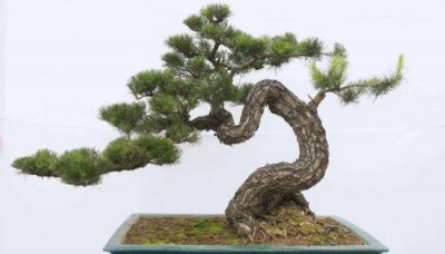 ​马尾松是什么植物类别（马尾松属于裸子植物还是被子植物）