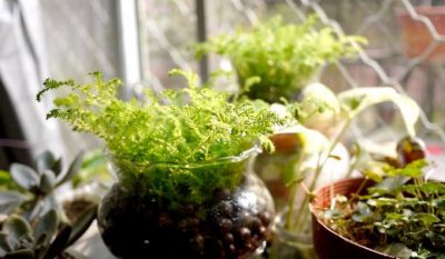 ​水养植物是什么？水养植物的分类