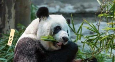 ​大熊猫是素食者吗，饿的时候也会吃一些小动物