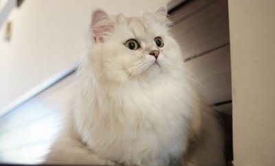 ​如何喂养波斯猫才科学