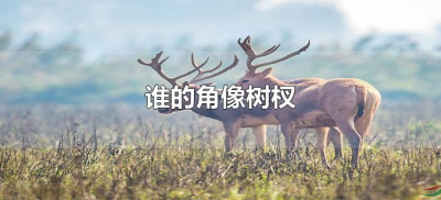 ​谁的角像树杈（哪个动物的角像树杈）