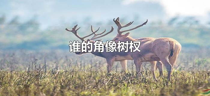 谁的角像树杈
