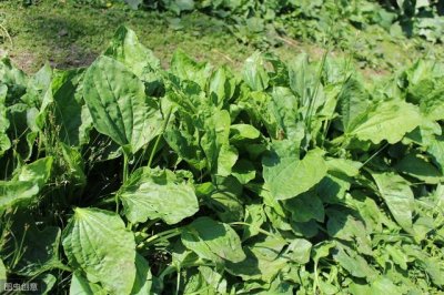 ​野菜车前草图（山里野生的车前草）