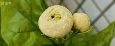​虎头茉莉开花后怎么养 虎头茉莉开花后怎么处理