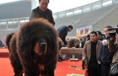 ​中国第一躲獒惊天兽，已经价格万万此刻沦为瞅门狗