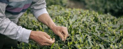 ​黄金芽属于什么茶类 黄金芽属于哪种茶类
