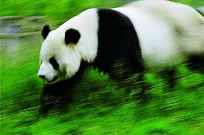​大熊猫最快奔走速度是几?最赶快度堪比刘翔_时速40公里
