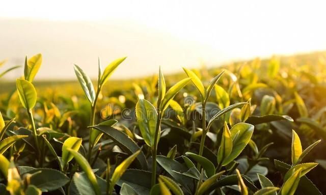 普洱茶的功效与禁忌，现在的年轻人喝普洱茶的多吗？图4