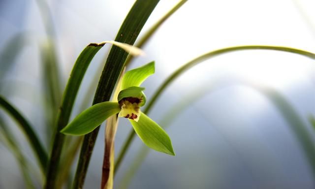 6月开什么花，农历六月初六具体是什么节？是中国传统节日吗？图5