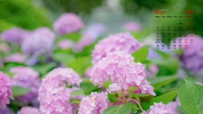 ​6月开什么花，农历六月初六具体是什么节？是中国传统节日吗？
