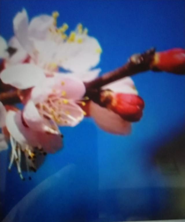 梅花的品质，是一首托物言志的诗，说说它表现了梅花怎样的品质？图3