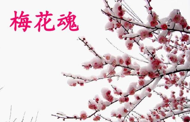 梅花的品质，是一首托物言志的诗，说说它表现了梅花怎样的品质？图8