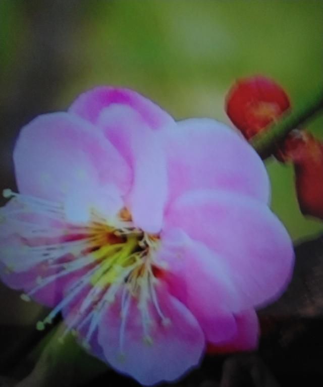 梅花的品质，是一首托物言志的诗，说说它表现了梅花怎样的品质？图4