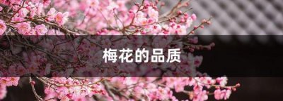 ​梅花的品质，是一首托物言志的诗，说说它表现了梅花怎样的品质？