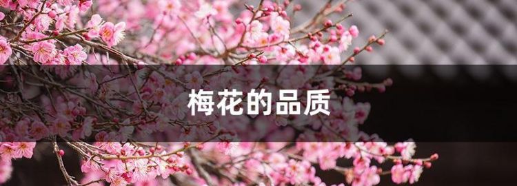 是一首托物言志的诗，它表现了梅花怎样的品质