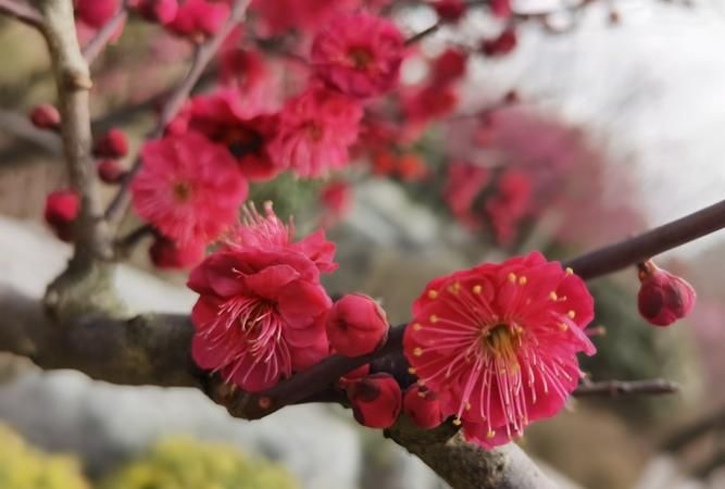 不同颜色的梅花代表的精神品质