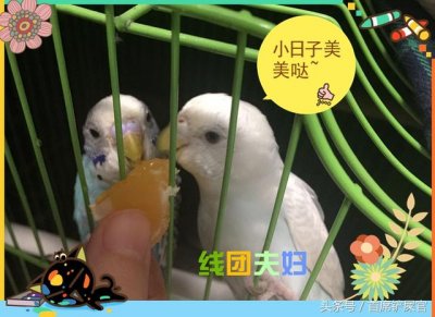 ​虎皮鹦鹉的繁育方法（新手铲屎官的进阶-虎皮鹦鹉繁殖流程概述）