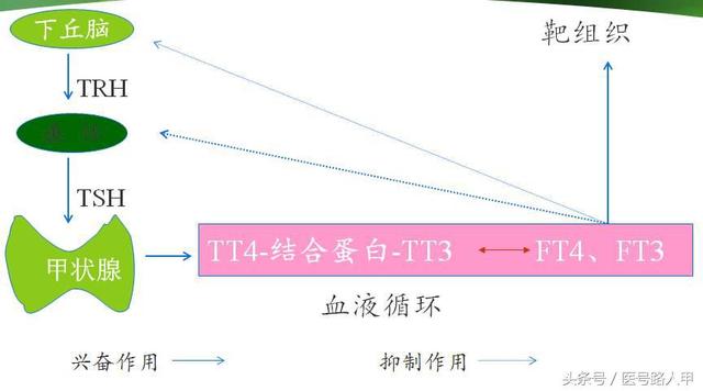 甲亢三大表现及特征（5大临床表现提示你可能得了甲亢）(2)