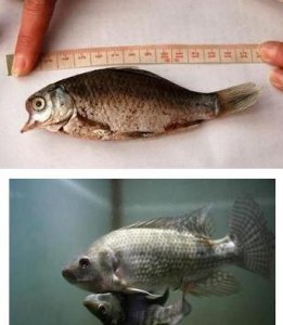 ​日原创造反常海鲜蔬菜长相恐惧 还有人敢吃吗？