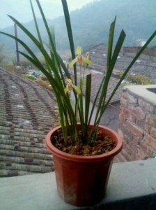 ​二月份开花的兰花有哪些品种（花色艳丽开花又多）