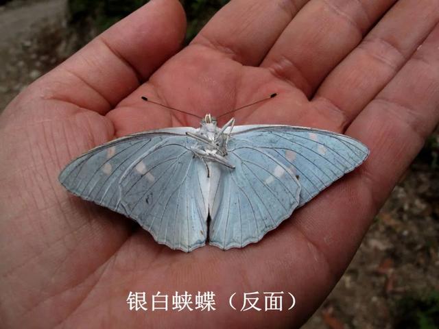 最常见的蝴蝶有哪几种（夏日赏蝶正当时）(1)