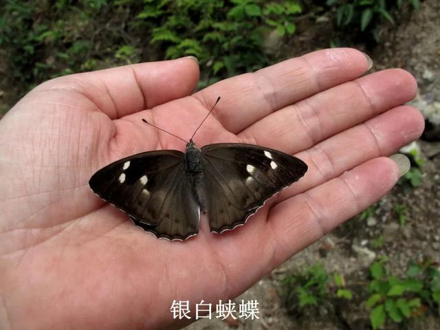 最常见的蝴蝶有哪几种（夏日赏蝶正当时）(2)