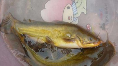 ​黄颡鱼有哪些功效作用,研究黄颡鱼的意义和价值
