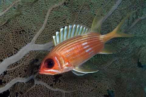 深海的那些神奇生物（50种最奇怪的深海生物）(38)