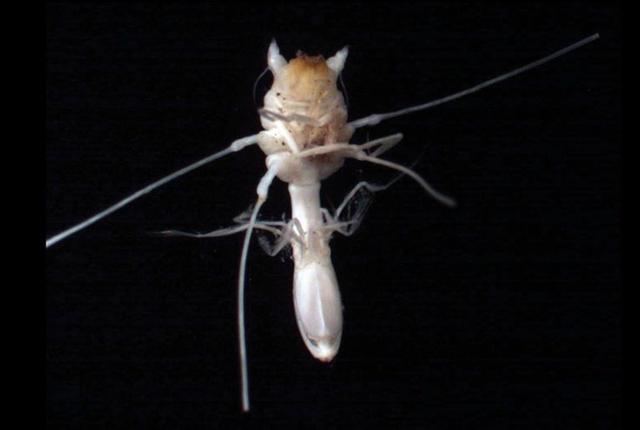 深海的那些神奇生物（50种最奇怪的深海生物）(15)