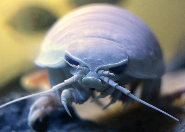 深海的那些神奇生物（50种最奇怪的深海生物）(9)
