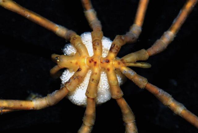 深海的那些神奇生物（50种最奇怪的深海生物）(30)