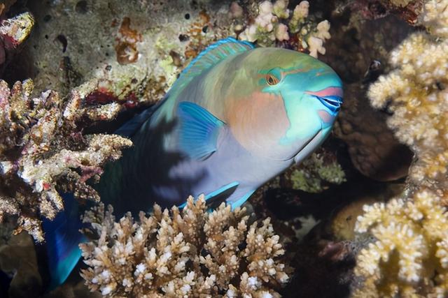 深海的那些神奇生物（50种最奇怪的深海生物）(44)