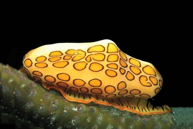 深海的那些神奇生物（50种最奇怪的深海生物）(19)